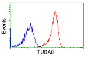 TUBA8 / Tubulin Alpha 8 Antibody - Flow cytometry of HeLa cells, using anti-TUBA8 antibody, (Red), compared to a nonspecific negative control antibody, (Blue).