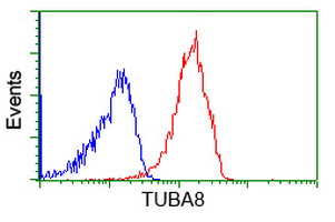 TUBA8 / Tubulin Alpha 8 Antibody - Flow cytometry of Jurkat cells, using anti-TUBA8 antibody, (Red), compared to a nonspecific negative control antibody, (Blue).