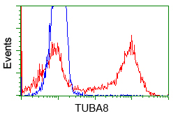 TUBA8 / Tubulin Alpha 8 Antibody - IHC of paraffin-embedded Adenocarcinoma of colon tissue using anti- mouse monoclonal antibody. (Dilution 1:50).