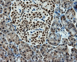 TUBA8 / Tubulin Alpha 8 Antibody - IHC of paraffin-embedded pancreas tissue using anti- mouse monoclonal antibody. (Dilution 1:50).