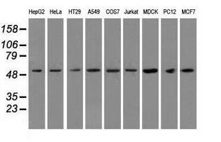 TUBA8 / Tubulin Alpha 8 Antibody - WB analysis of extracts (35ug) from 9 different cell lines by using anti-TUBA8 monoclonal antibody.