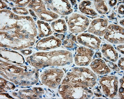 TUBA8 / Tubulin Alpha 8 Antibody - Immunohistochemical staining of paraffin-embedded Kidney tissue using anti-TUBA8 mouse monoclonal antibody. (Dilution 1:50).