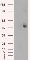TUBA8 / Tubulin Alpha 8 Antibody - HEK293T cells were transfected with the pCMV6-ENTRY control (Left lane) or pCMV6-ENTRY TUBA8 (Right lane) cDNA for 48 hrs and lysed. Equivalent amounts of cell lysates (5 ug per lane) were separated by SDS-PAGE and immunoblotted with anti-TUBA8.