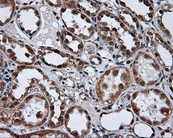 TUBA8 / Tubulin Alpha 8 Antibody - IHC of paraffin-embedded Kidney tissue using anti-TUBA8 mouse monoclonal antibody. (Dilution 1:50).