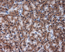 TUBA8 / Tubulin Alpha 8 Antibody - IHC of paraffin-embedded pancreas tissue using anti-TUBA8 mouse monoclonal antibody. (Dilution 1:50).