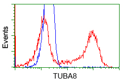 TUBA8 / Tubulin Alpha 8 Antibody - HEK293T cells transfected with either pCMV6-ENTRY TUBA8 (Red) or empty vector control plasmid (Blue) were immunostained with anti-TUBA8 mouse monoclonal, and then analyzed by flow cytometry.