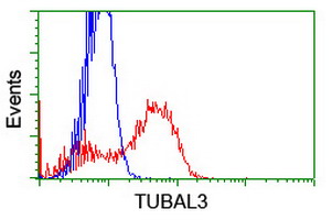 TUBAL3 Antibody - HEK293T cells transfected with either overexpress plasmid (Red) or empty vector control plasmid (Blue) were immunostained by anti-TUBAL3 antibody, and then analyzed by flow cytometry.