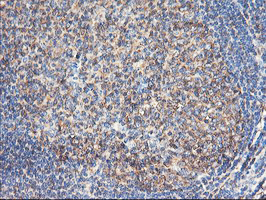 TUBAL3 Antibody - IHC of paraffin-embedded Human tonsil using anti-TUBAL3 mouse monoclonal antibody.