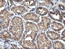 TUBAL3 Antibody - IHC of paraffin-embedded Human Kidney tissue using anti-TUBAL3 mouse monoclonal antibody.