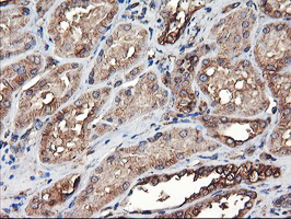 TUBAL3 Antibody - IHC of paraffin-embedded Human Kidney tissue using anti-TUBAL3 mouse monoclonal antibody.