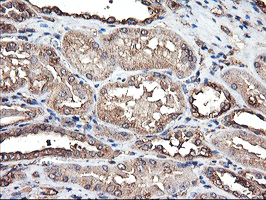 TUBAL3 Antibody - IHC of paraffin-embedded Human Kidney tissue using anti-TUBAL3 mouse monoclonal antibody.