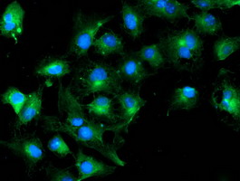 TUBAL3 Antibody - Anti-TUBAL3 mouse monoclonal antibody immunofluorescent staining of COS7 cells transiently transfected by pCMV6-ENTRY TUBAL3.