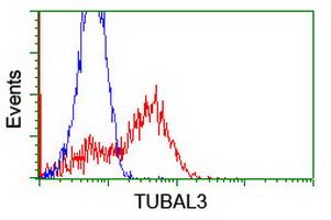 TUBAL3 Antibody - HEK293T cells transfected with either overexpress plasmid (Red) or empty vector control plasmid (Blue) were immunostained by anti-TUBAL3 antibody, and then analyzed by flow cytometry.