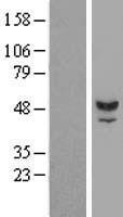 TUBAL3 Protein - Western validation with an anti-DDK antibody * L: Control HEK293 lysate R: Over-expression lysate