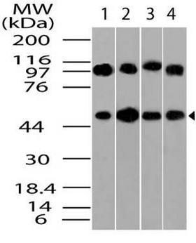 TUBB / Beta Tubulin Antibody - Fig-1: Western blot analysis of Beta Tubulin. Anti- Beta Tubulin antibody was used at 4 µg/ml on 1) A431, 2) Hela, 3) MCF7 and 4) 3T3 lysates.
