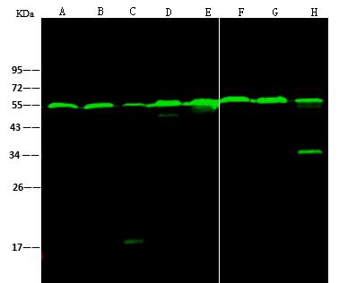 TUBB / Beta Tubulin Antibody - Anti-Beta-Tubulin mouse monoclonal antibody at 1:5000 dilution. Lane A: Rat heart tissue lysate. Lane B: Rat liver tissue lysate. Lane C: Rat spleen tissue lysate. Lane D: Rat lung tissue lysate. Lane E: Rat kidney tissue lysate. Lane F: Rat muscle tissue lysate. Lane G: Rat stomach tissue lysate. Lane H: Rat small intestine tissue lysate. Lysates/proteins at 30 ug per lane. Secondary: Goat Anti-Mouse IgG H&L (Dylight800) at 1/15000 dilution. Developed using the Odyssey technique. Performed under reducing conditions. Predicted band size: 50 kDa. Observed band size: 54 kDa.