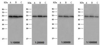 TUBB / Beta Tubulin Antibody - Anti-Beta-Tubulin mouse monoclonal antibody at 1:10000, 1:20000, 1:50000, 1:100000 dilution. Lane A: HepG2 Whole Cell Lysate. Lane B: Hela Whole Cell Lysate. Lane C: Raw246.7 Whole Cell Lysate. Lysates/proteins at 30 ug per lane. Secondary: Rabbit Anti-Mouse IgG F(ab)2/HRP at 1/10000 dilution. Developed using the ECL technique. Performed under reducing conditions. Predicted band size: 50 kDa. Observed band size: 54 kDa.