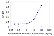 TUBB / Beta Tubulin Antibody - Detection limit for recombinant GST tagged TUBB is 1 ng/ml as a capture antibody.