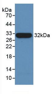 TUBB / Beta Tubulin Antibody - Western Blot; Sample: Recombinant TUBb, Human.