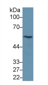 TUBB / Beta Tubulin Antibody - Western Blot; Sample: Human Hela cell lysate; Primary Ab: 2µg/ml Mouse Anti-Human TUBb Antibody Second Ab: 0.2µg/mL HRP-Linked Caprine Anti-Mouse IgG Polyclonal Antibody