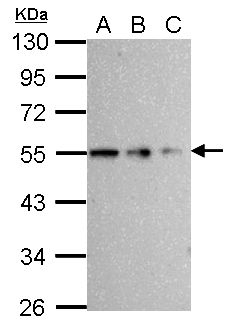 TUBB / Beta Tubulin Antibody - Sample (whole cell lysate) A: 293T 20 ug B: 293T 10 ug C: 293T 5 ug 10% SDS PAGE TUBB / Beta Tubulin antibody diluted at 1:10000