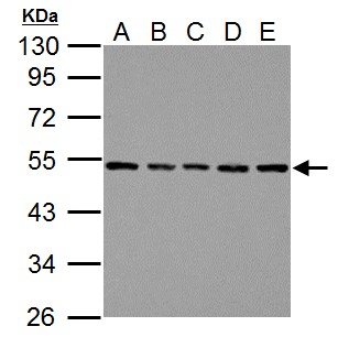 TUBB / Beta Tubulin Antibody - Sample (30 ug of whole cell lysate) A: NIH-3T3 B: JC C: BCL-1 D: C2C12 E: Raw264.7 10% SDS PAGE TUBB / Beta Tubulin antibody diluted at 1:1000