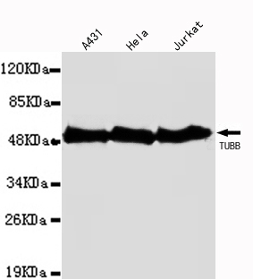 TUBB / Beta Tubulin Antibody - Western blot detection of TUBB in A431,Hela,Jurkat cell lysates(1:1000 diluted).
