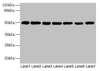 TUBB / Beta Tubulin Antibody - Western blot All lanes: Tubb5 antibody at 6µg/ml Lane 1: PC-3 whole cell lysate Lane 2: 293T whole cell lysate Lane 3: A549 whole cell lysate Lane 4: HepG2 whole cell lysate Lane 5: SH-SY5Y whole cell lysate Lane 6: Hela whole cell lysate Lane 7: Zebrafish lysate Secondary Goat polyclonal to rabbit IgG at 1/10000 dilution Predicted band size: 50 kDa Observed band size: 50 kDa