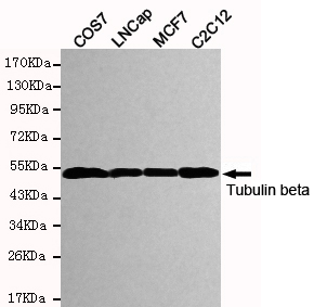 TUBB / Beta Tubulin Antibody - Western blot detection of Tubulin beta in COS7, LNCap, MCF7 and C2C12 cell lysates and using Tubulin beta mouse monoclonal antibody (1:5000 dilution). Predicted band size: 55KDa. Observed band size: 55KDa.