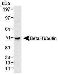 TUBB / Beta Tubulin Antibody - Detection of Beta-Tubulin in HeLa whole cell lysate using antibody at a 1:1,000 dilution.  This image was taken for the unconjugated form of this product. Other forms have not been tested.