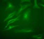 TUBB / Beta Tubulin Antibody - Beta-Tubulin Antibody - HeLa cells visualized with DyLight Fluor 488.  This image was taken for the unconjugated form of this product. Other forms have not been tested.