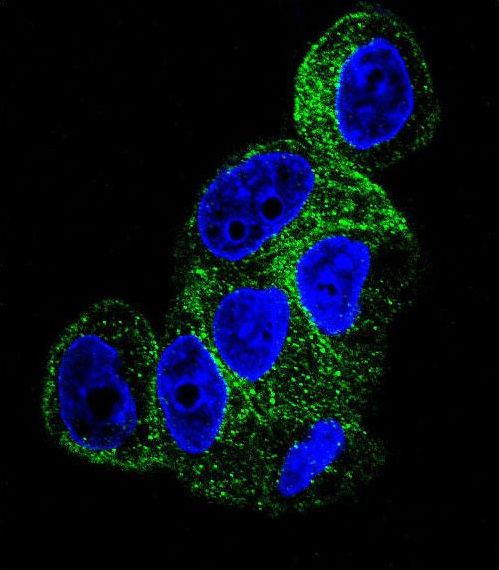 TUBB1 / Tubulin Beta 1 Antibody - Confocal immunofluorescence of TBB1 Antibody with HepG2 cell followed by Alexa Fluor 488-conjugated goat anti-mouse lgG (green). DAPI was used to stain the cell nuclear (blue).