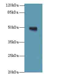 TUBB1 / Tubulin Beta 1 Antibody - Western blot. All lanes: TUBB1 antibody at 0.5 ug/ml+Mos- brain tissue Goat polyclonal to rabbit at 1:10000 dilution. Predicted band size: 50 kDa. Observed band size: 50 kDa.