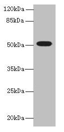 TUBB1 / Tubulin Beta 1 Antibody - Western blot All lanes: TUBB1 antibody at 0.5µg/ml + Mouse brain tissue Secondary Goat polyclonal to rabbit IgG at 1/10000 dilution Predicted band size: 51 kDa Observed band size: 51 kDa
