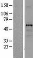TUBB1 / Tubulin Beta 1 Protein - Western validation with an anti-DDK antibody * L: Control HEK293 lysate R: Over-expression lysate