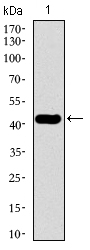 TUBB2A / Tubulin Beta 2A Antibody - Western blot using TUBB2A monoclonal antibody against human TUBB2A recombinant protein. (Expected MW is 43.2 kDa)