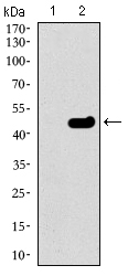 TUBB2A / Tubulin Beta 2A Antibody - Western blot using TUBB2A monoclonal antibody against HEK293 (1) and TUBB2A (AA: 25-187)-hIgGFc transfected HEK293 (2) cell lysate.