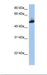 TUBB2A / Tubulin Beta 2A Antibody - HepG2 cell lysate. Antibody concentration: 1.0 ug/ml. Gel concentration: 12%.  This image was taken for the unconjugated form of this product. Other forms have not been tested.