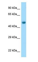 TUBB2A / Tubulin Beta 2A Antibody - TUBB2A / Tubulin Beta 2A antibody Western Blot of Mouse Muscle.  This image was taken for the unconjugated form of this product. Other forms have not been tested.
