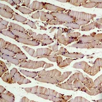 TUBB2A / Tubulin Beta 2A Antibody - Immunohistochemical analysis of Beta2A-tubulin staining in mouse skeletal muscle formalin fixed paraffin embedded tissue section. The section was pre-treated using heat mediated antigen retrieval with sodium citrate buffer (pH 6.0). The section was then incubated with the antibody at room temperature and detected using an HRP conjugated compact polymer system. DAB was used as the chromogen. The section was then counterstained with hematoxylin and mounted with DPX.