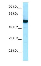 TUBB2B / Tubulin Beta 2B Antibody - TUBB2B antibody Western Blot of MCF7.  This image was taken for the unconjugated form of this product. Other forms have not been tested.