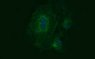 TUBB2B / Tubulin Beta 2B Antibody - Anti-TUBB2B mouse monoclonal antibody immunofluorescent staining of COS7 cells transiently transfected by pCMV6-ENTRY TUBB2B.