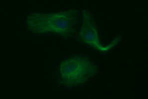 TUBB2B / Tubulin Beta 2B Antibody - Immunofluorescent staining of HeLa cells using anti-TUBB2B mouse monoclonal antibody.