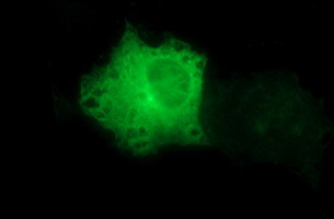 TUBB2B / Tubulin Beta 2B Antibody - Anti-TUBB2B mouse monoclonal antibody immunofluorescent staining of COS7 cells transiently transfected by pCMV6-ENTRY TUBB2B.