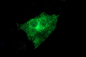 TUBB2B / Tubulin Beta 2B Antibody - Anti-TUBB2B mouse monoclonal antibody immunofluorescent staining of COS7 cells transiently transfected by pCMV6-ENTRY TUBB2B.