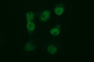 TUBB2B / Tubulin Beta 2B Antibody - Anti-TUBB2B mouse monoclonal antibody immunofluorescent staining of COS7 cells transiently transfected by pCMV6-ENTRY TUBB2B.