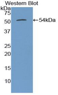 TUBB3 / Tubulin Beta 3 Antibody - Western blot of recombinant TUBB3 / Tubulin Beta 3.  This image was taken for the unconjugated form of this product. Other forms have not been tested.