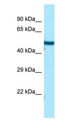 TUBB3 / Tubulin Beta 3 Antibody - TUBB3 / Tubulin Beta 3 antibody Western Blot of Fetal Heart.  This image was taken for the unconjugated form of this product. Other forms have not been tested.