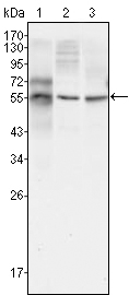 TUBB3 / Tubulin Beta 3 Antibody - Western blot using TUBB3 mouse monoclonal antibody against HepG2 (1), A549 (2) and HeLa (3) cell lysate.