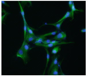 TUBB3 / Tubulin Beta 3 Antibody - ICC/IF analysis of Tubulin Beta 3 in U-87MG cells, stained with DAPI (Blue) for nucleus staining and monoclonal anti-human Tubulin Beta 3 antibody (1:200) with goat anti-mouse IgG-Alexa fluor 488 conjugate (Green).